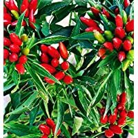 Semillas de pimiento picante en racimos - verduras - pimiento anual - 300 semillas aproximadamente - las mejores…
